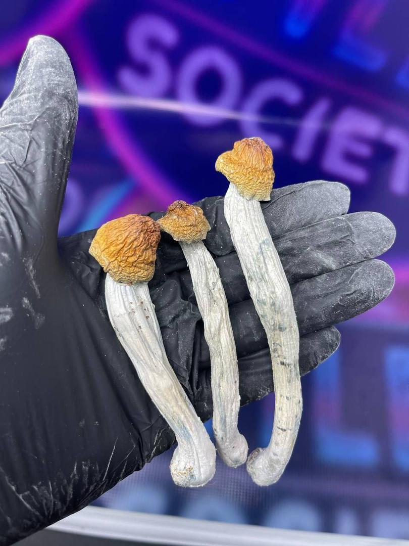 buy magic mush room online